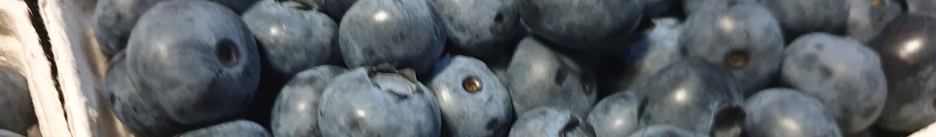 Witamy w EKO.AGRO.pl - plantacja borówki amerykańskiej
