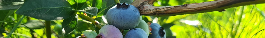 Witamy w EKO.AGRO.pl - plantacja borówki amerykańskiej