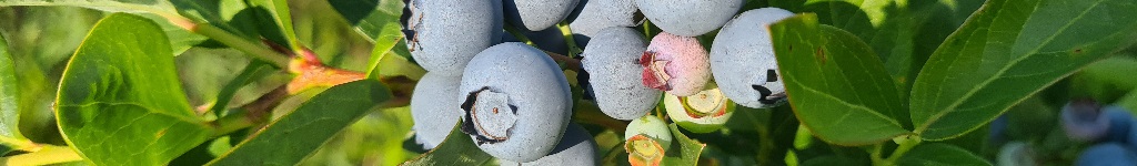 Witamy w EKO.AGRO.pl - plantacja borówki amerykańskiej